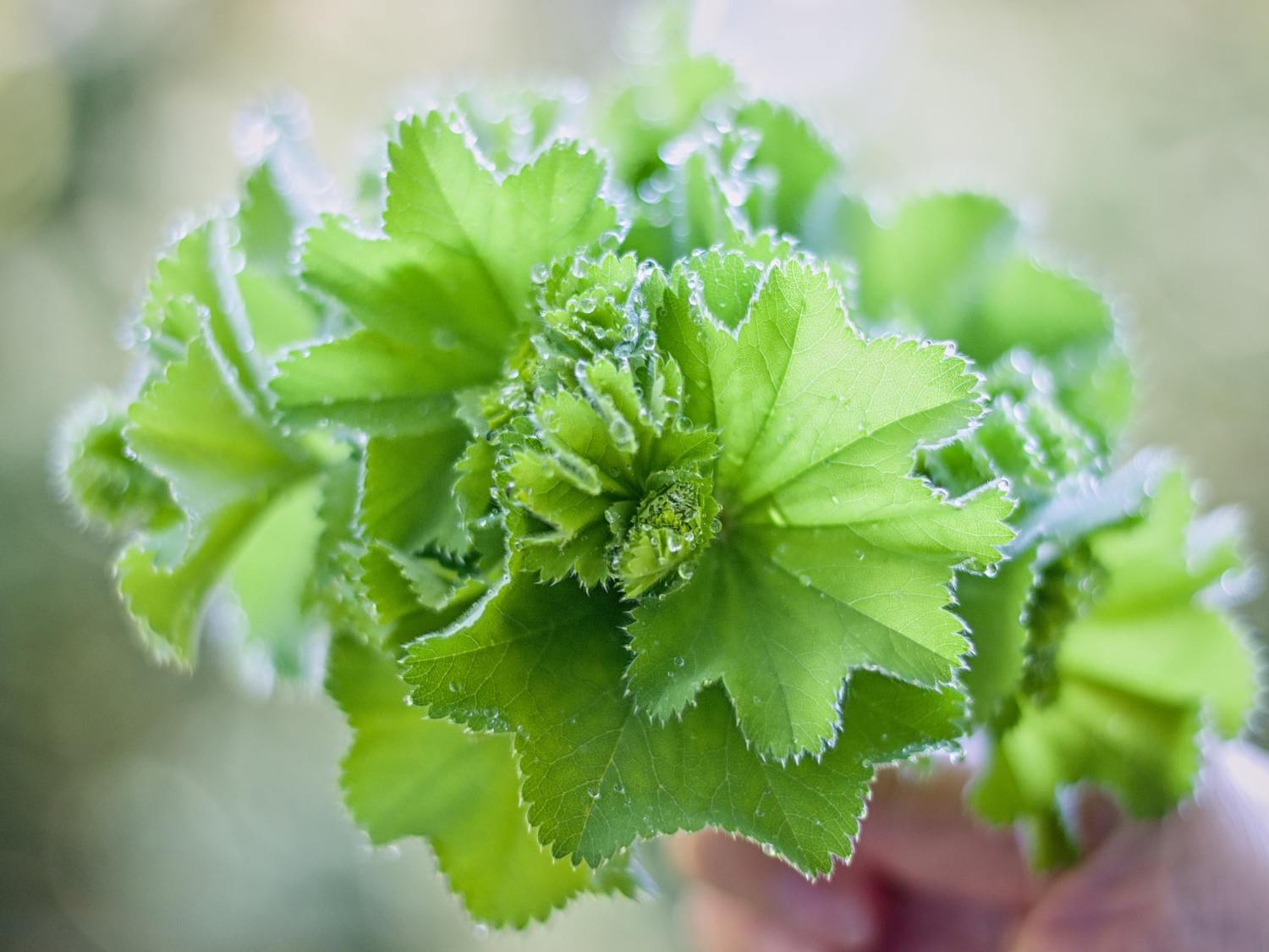 Alchemilla mollis, lady's mantle