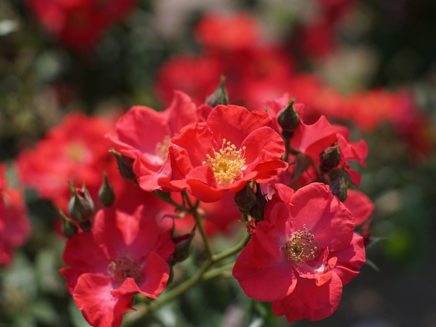 Heirloom rose varieties