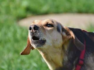 Collar that stops dog from barking