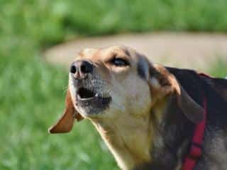 Collar that stops dog from barking