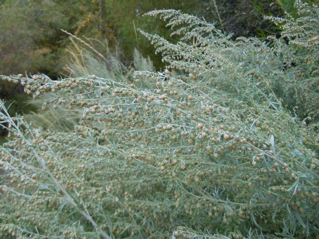 Wormwood weedy tea, ferment Artemisia against fungus and pests