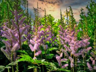 Astilbe bears flowers even in wet soil