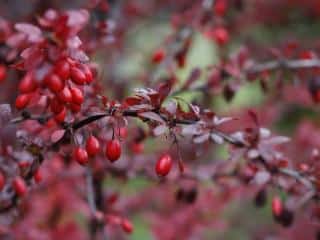 Purple barberry