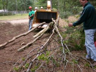 Best trees for branch mulch