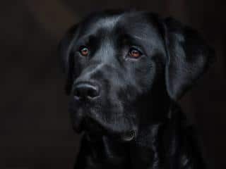 Colors of labrador retrienver are black, chocolate and golden