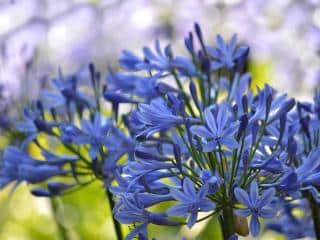 Blue flowers for the garden