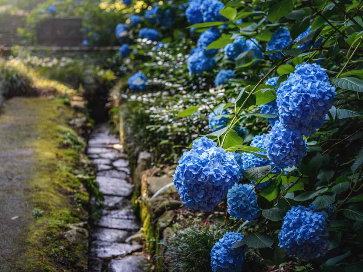 blue garden landscaping