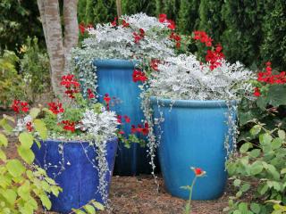 Landscaping a blue garden