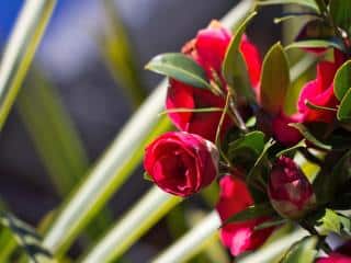 Camellia in a pot