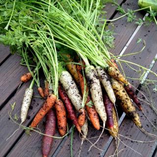 Carrot balcony