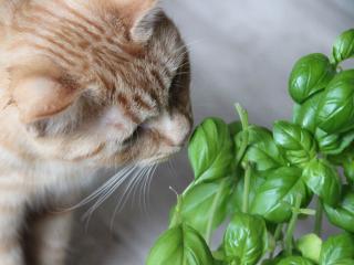 Is it dangerous for cats to eat plants