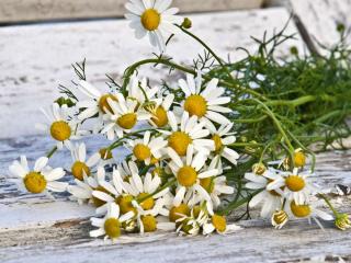 Chamomile tea recipe