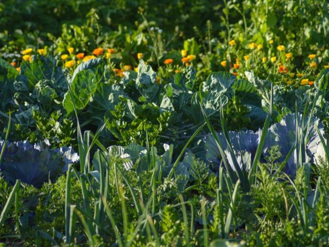 How to change acidic soil