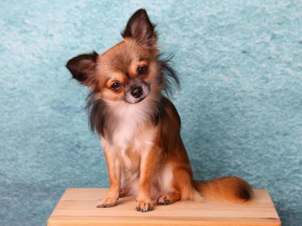 chihuahua