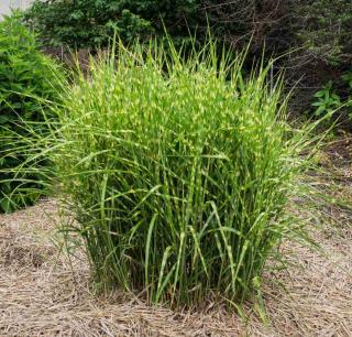 Caring for chinese reed