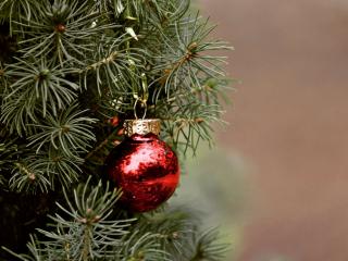 Christmas tree fir or spruce