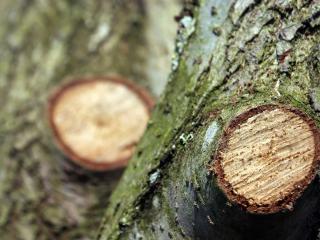 Clean pruning cuts