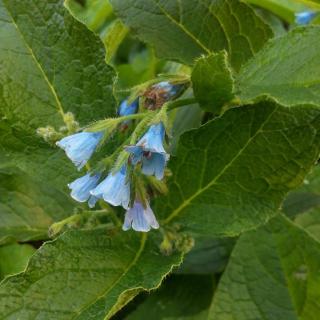 Comfrey care