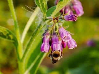 Uses of comfrey