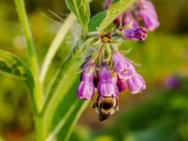 Uses of comfrey