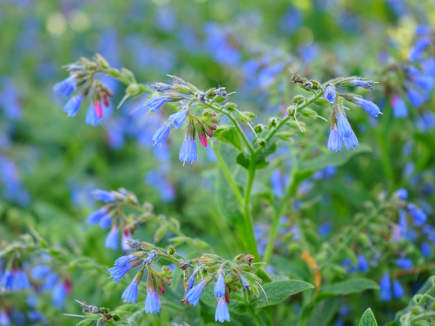 Comfrey