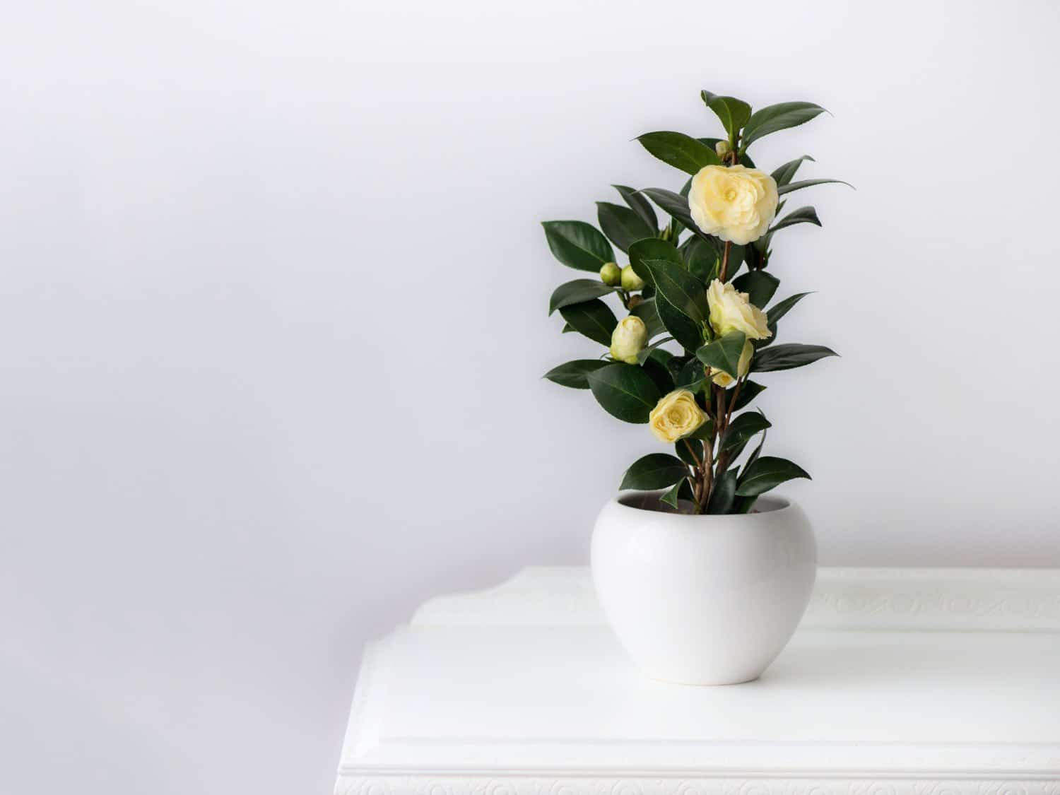 Growing camellia in a pot or container