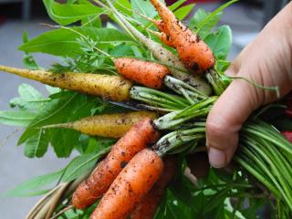 Varieties for growing carrot in pot