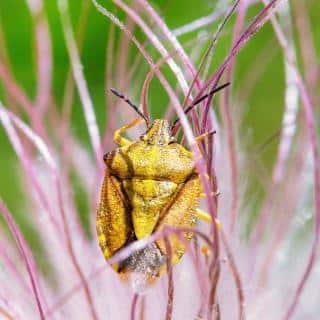 Stink bug organic control