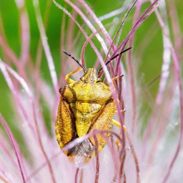 Shield Shell Stink Bug Shield bugs and stink bugs, not so welcome in the garden!