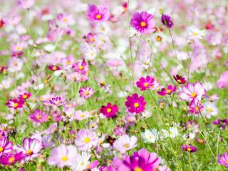 Wild cosmos flowers