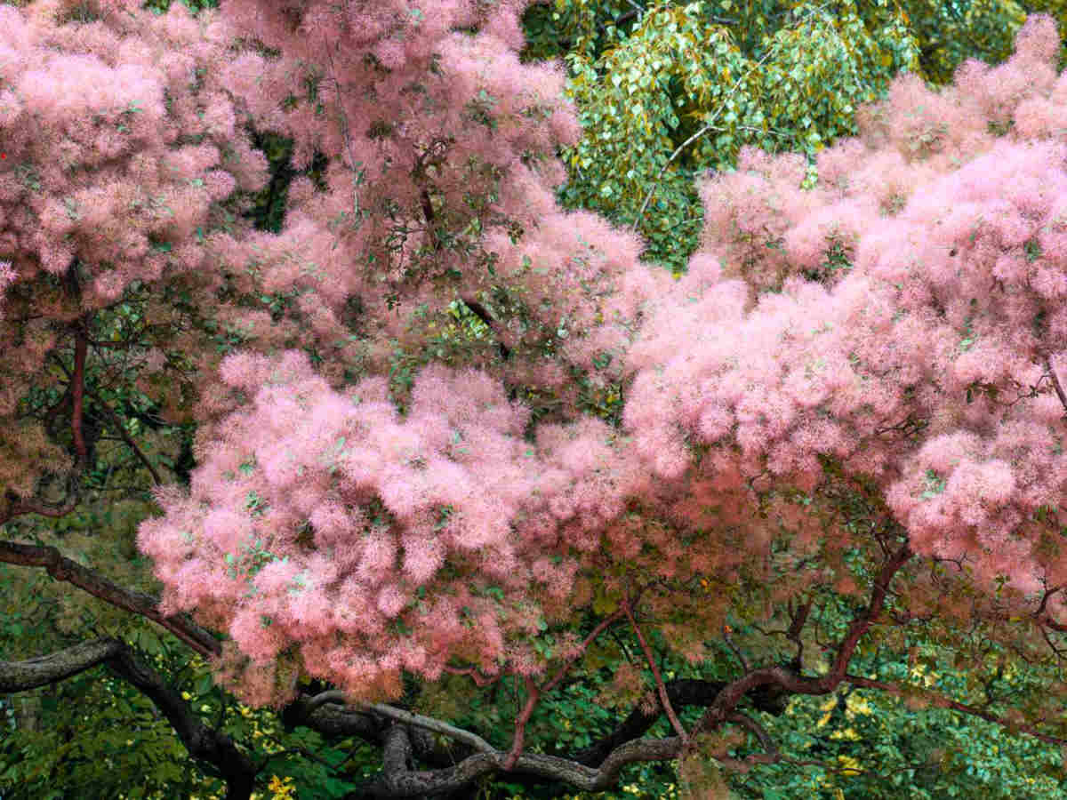 cotinus smoke tree