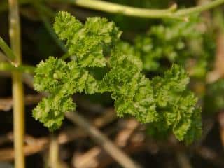 Caring for curly-leaf parsley
