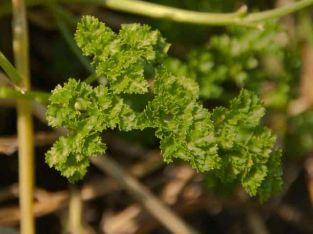 Caring for curly-leaf parsley