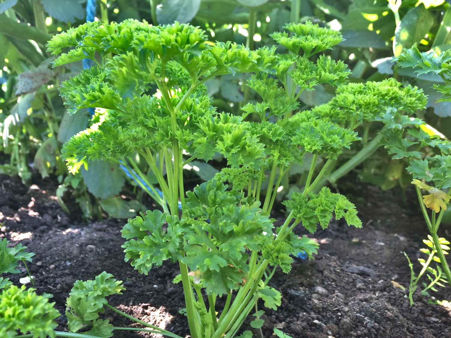 Curly parsley