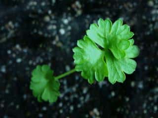 Sowing curly parsley