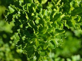 Varieties and types of curly parsley