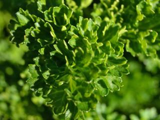 Varieties and types of curly parsley