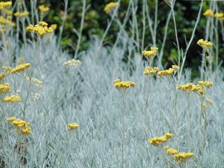 Benefits of the curry plant