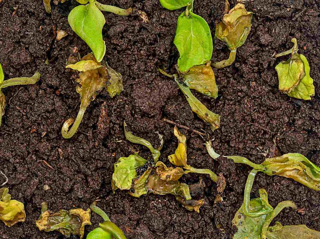 Vinca rotting and wilting, what to do to save it from dying