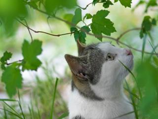 Dangerous outdoor plants