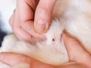 Dangers of ticks for dogs