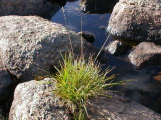 Deschampsia copes with flooding