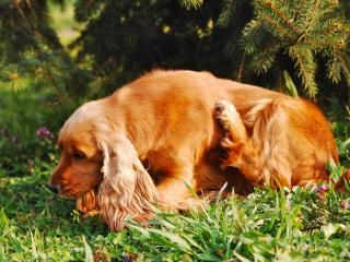 Itch dog hair loss disease