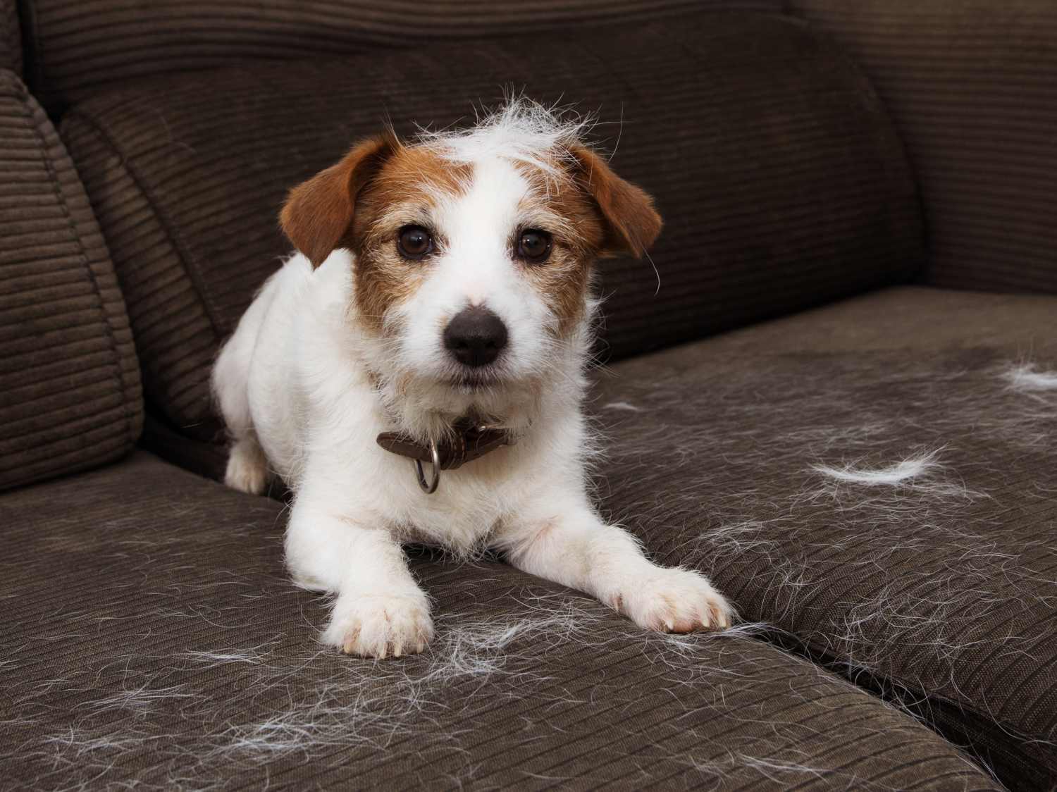 Dog losing lots of hair