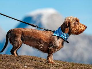 Leash collar and equipment