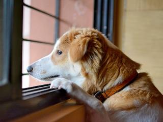 What is dog separation anxiety and how to treat it