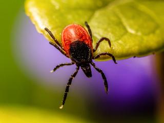 Diseases caused by dog tick