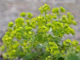 Lady's mantle use