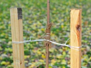 Two post stake for tree