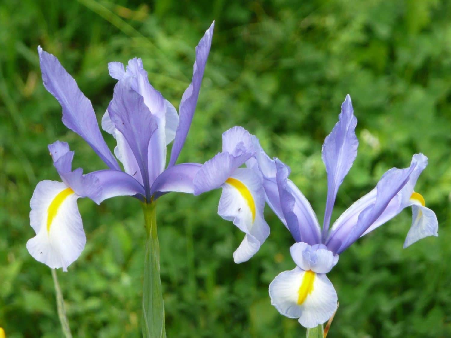 Dutch iris